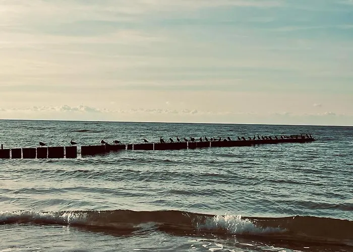 Foka - * Rowy (Pomerania)